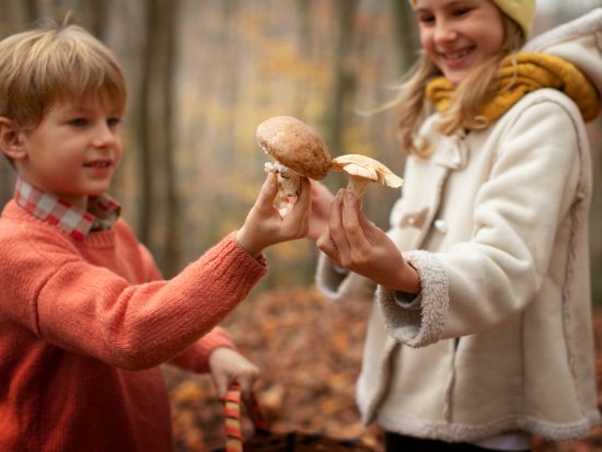 Cueillette de champignons